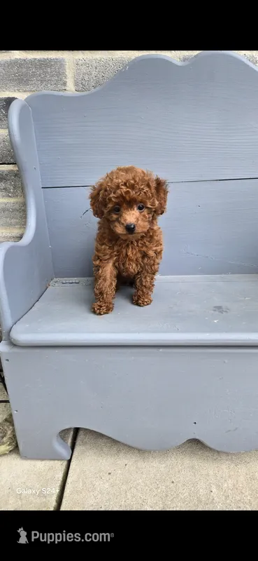 Daisy – Poodle - Toy  puppy for sale in Grabill, IN