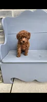Daisy, a female Poodle - Toy  for sale in Grabill, IN – 3 of 10
