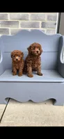 Jazz , a female Poodle - Toy  for sale in Grabill, IN – 5 of 7
