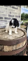 Coco, a female Miniature Bernedoodle for sale in Grabill, IN – 10 of 10