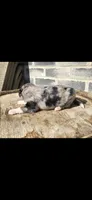Stone, a male Miniature Aussiedoodle for sale in Grabill, IN – 2 of 7
