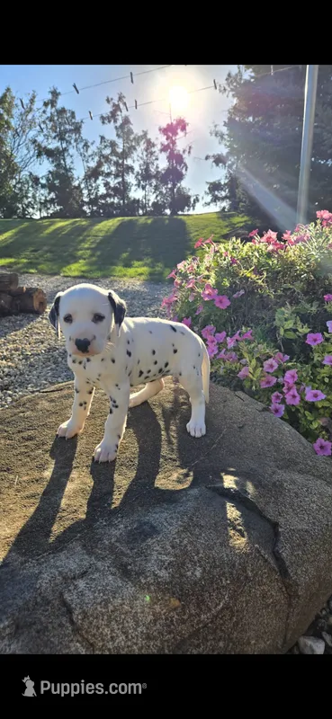 Rosie – Dalmatian puppy for sale in Grabill, IN