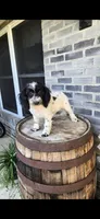 Coco, a female Miniature Bernedoodle for sale in Grabill, IN – 5 of 7