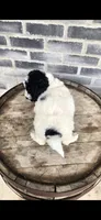 Coco, a female Miniature Bernedoodle for sale in Grabill, IN – 3 of 10