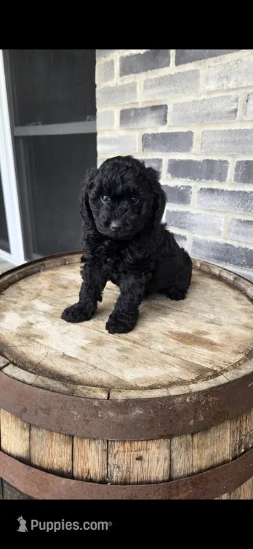 Midnight  – Miniature Bernedoodle puppy for sale in Grabill, IN