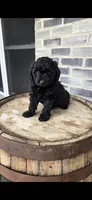 Midnight , a male Miniature Bernedoodle for sale in Grabill, IN – 1 of 7