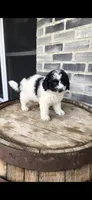 Oreo, a male Miniature Bernedoodle for sale in Grabill, IN – 9 of 10