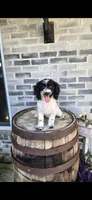 Coco, a female Miniature Bernedoodle for sale in Grabill, IN – 4 of 7
