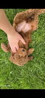 Jazz , a female Poodle - Toy  for sale in Grabill, IN – 4 of 7