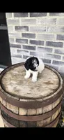Oreo, a male Miniature Bernedoodle for sale in Grabill, IN – 5 of 10