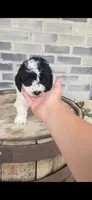 Coco, a female Miniature Bernedoodle for sale in Grabill, IN – 2 of 10