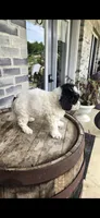 Coco, a female Miniature Bernedoodle for sale in Grabill, IN – 6 of 10
