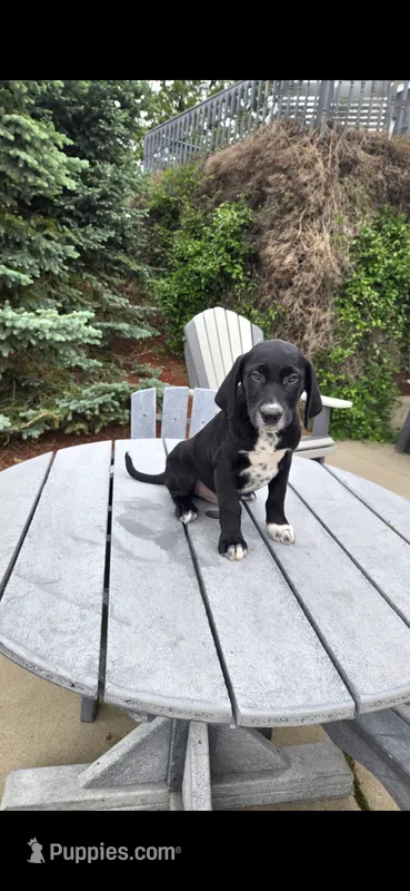 Jasper – Dalmatian, Golden Retriever puppy for sale in Grabill, IN