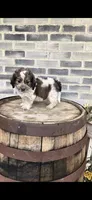 Snickers , a male Miniature Bernedoodle for sale in Grabill, IN – 6 of 10