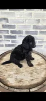 Mocha, a female Miniature Bernedoodle for sale in Grabill, IN – 3 of 7