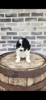 Coco, a female Miniature Bernedoodle for sale in Grabill, IN – 4 of 10