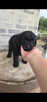 Midnight , a male Miniature Bernedoodle for sale in Grabill, IN – 2 of 7