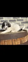 Blaze, a male Miniature Goldendoodle for sale in Grabill, IN – Photo 7 of 9