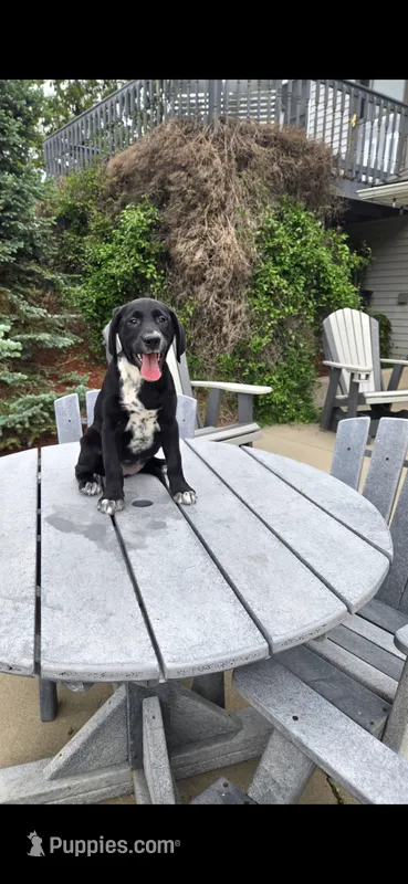 Ace – Dalmatian, Golden Retriever puppy for sale in Grabill, IN