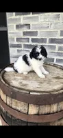 Oreo, a male Miniature Bernedoodle for sale in Grabill, IN – 7 of 10