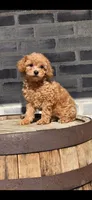 Daisy, a female Poodle - Toy  for sale in Grabill, IN – Photo 2 of 5