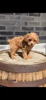 Daisy, a female Poodle - Toy  for sale in Grabill, IN – Photo 5 of 5