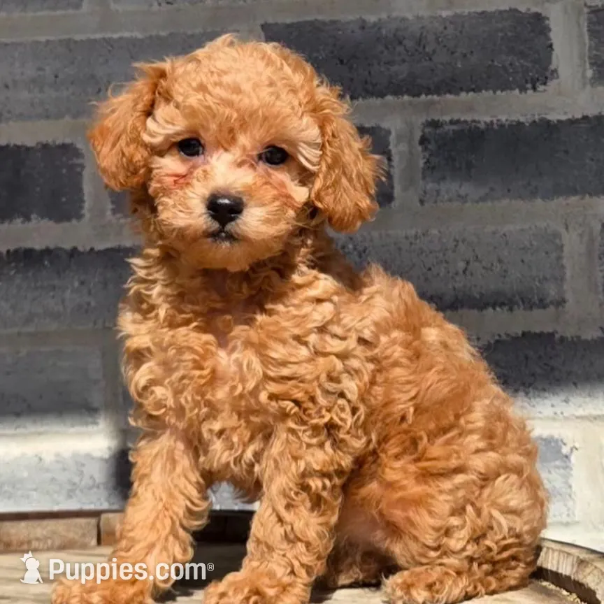 Daisy, a female Poodle - Toy  for sale in Grabill, IN – Photo 1 of 5