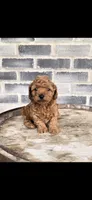 Ruby, a female Poodle - Toy  for sale in Grabill, IN – 4 of 5