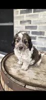 Snickers , a male Miniature Bernedoodle for sale in Grabill, IN – 4 of 10
