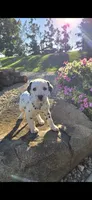 Rosie, a female Dalmatian for sale in Grabill, IN – 4 of 4