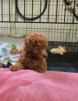 Daisy, a female Poodle - Toy  for sale in Grabill, IN – 5 of 10