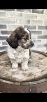 Snickers , a male Miniature Bernedoodle for sale in Grabill, IN – 3 of 10