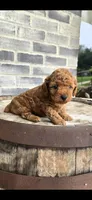 Ruby, a female Poodle - Toy  for sale in Grabill, IN – 2 of 5