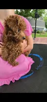 Daisy, a female Poodle - Toy  for sale in Grabill, IN – 10 of 10