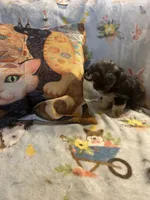 Litter 2, a female Shorkie for sale in Lebanon, OR – 6 of 6