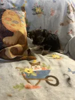 Litter 2, a female Shorkie for sale in Lebanon, OR – 5 of 6