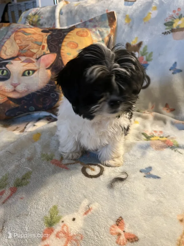 Litter 3 – Shorkie puppy for sale in Lebanon, OR