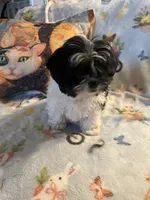 Litter 3, a male Shorkie for sale in Lebanon, OR – 1 of 4