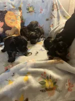 Litter 2, a female Shorkie for sale in Lebanon, OR – 3 of 6
