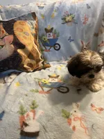 Litter 1, a male Shorkie for sale in Lebanon, OR – 4 of 4