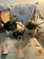 Litter 1, a male Shorkie for sale in Lebanon, OR – 2 of 4