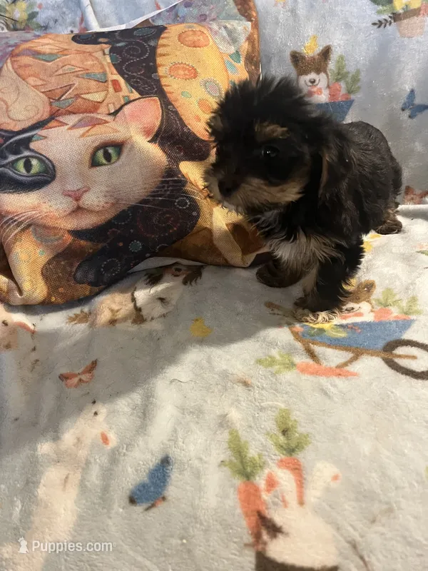 Litter 2 – Shorkie puppy for sale in Lebanon, OR