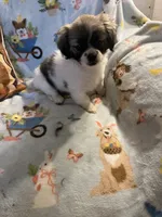 Litter 1, a male Shorkie for sale in Lebanon, OR – 3 of 4