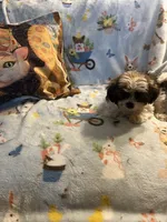 Litter 3, a male Shorkie for sale in Lebanon, OR – 4 of 4