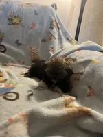 Litter 2, a female Shorkie for sale in Lebanon, OR – 2 of 6