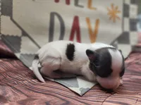 Pip, a female Papillon for sale in New Kent, VA – 3 of 5