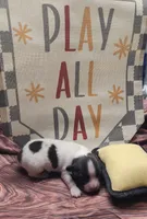 Mistletoe, a male Papillon for sale in New Kent, VA – 2 of 5