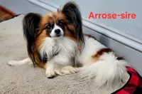 Alpine, a male Papillon for sale in New Kent, VA – 5 of 5