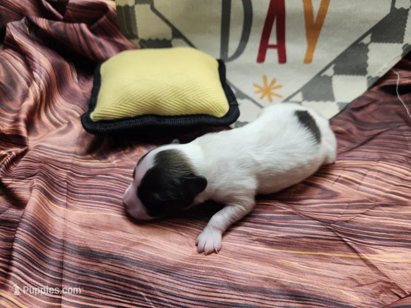 Alpine, a male Papillon for sale in New Kent, VA – 1 of 5