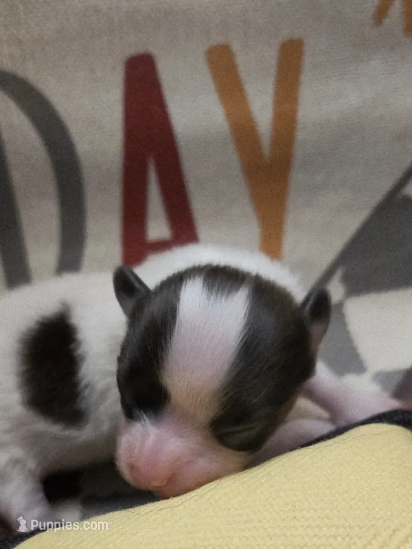 Pip – Papillon puppy for sale in New Kent, VA